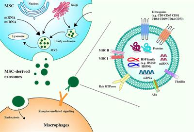 Mesenchymal Stem Cell-Derived Exosomal MiRNAs Promote M2 Macrophages Polarization: Therapeutic Opportunities for Spinal Cord Injury